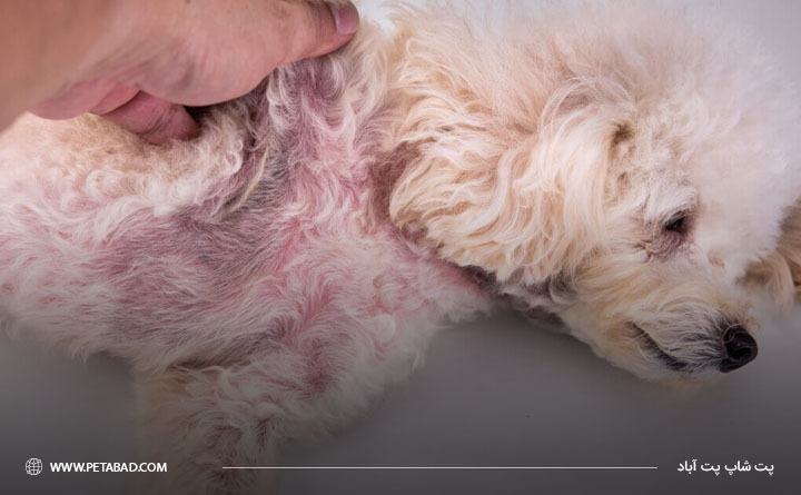 بیماری سگ پودل