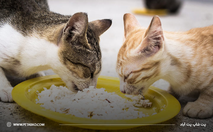 غذای مرغ و برنج برای گربه‌ها