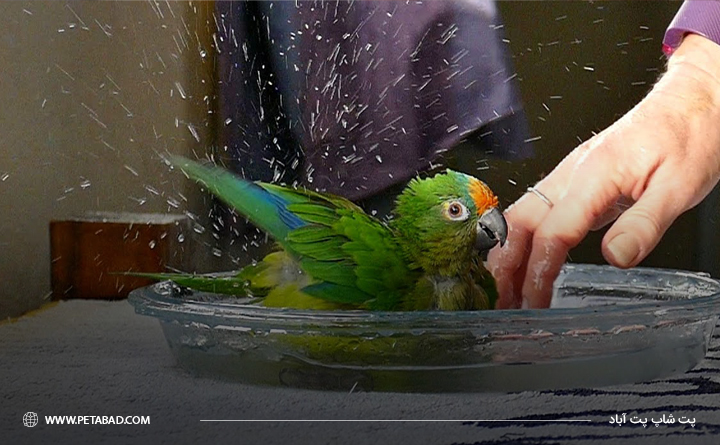 شستن پرنده در آب