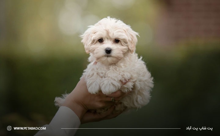 نگهداری از سگ پودل