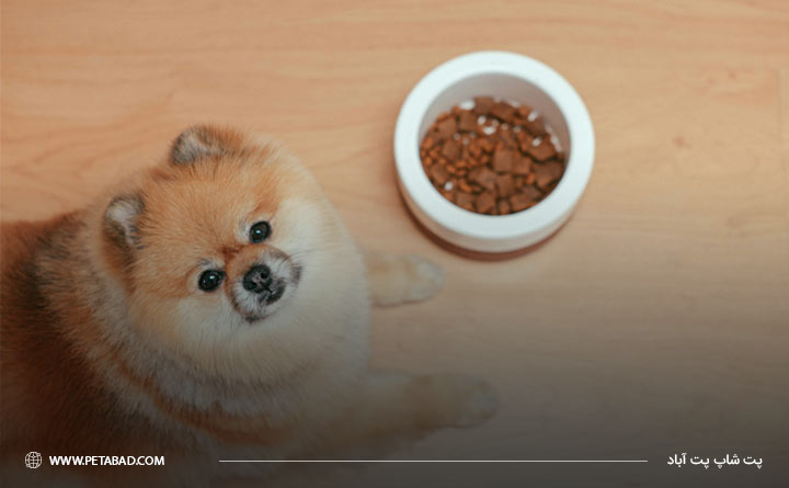 غذای مناسب سگ پامرانین