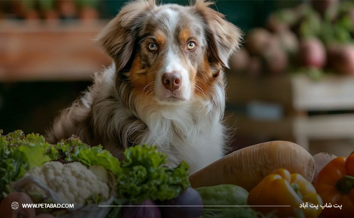 میوه های مفید برای سگ