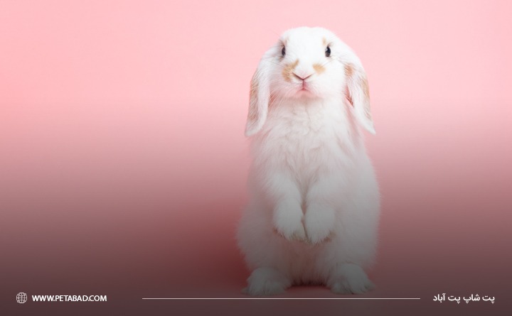 پیشگیری از بارداری مهم ترین مزایای عقیم کردن خرگوش