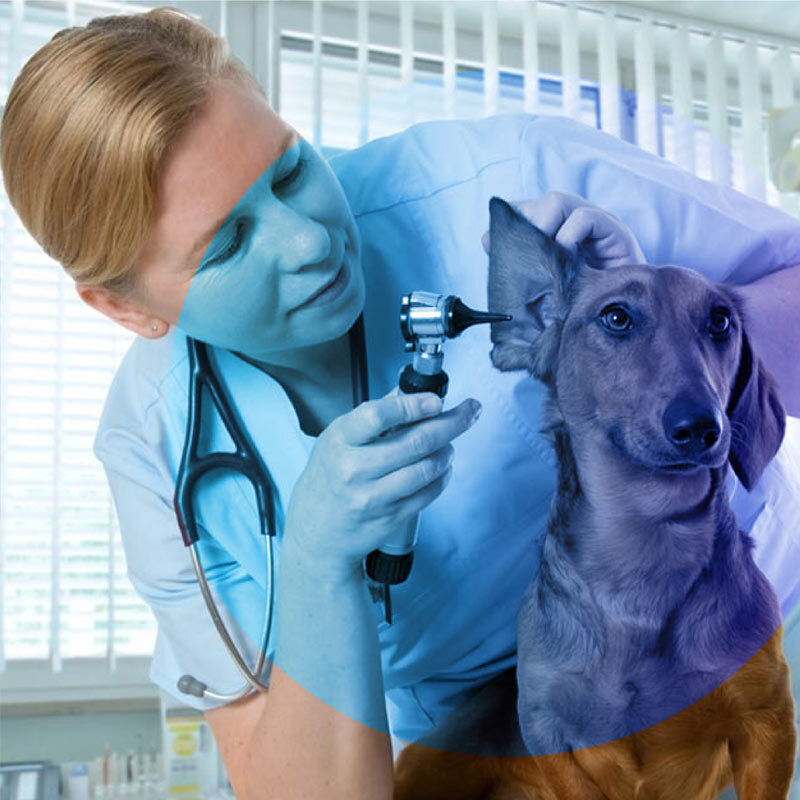  تصویر معاینه اولیه سگ به همراه واکسیناسیون کامل 