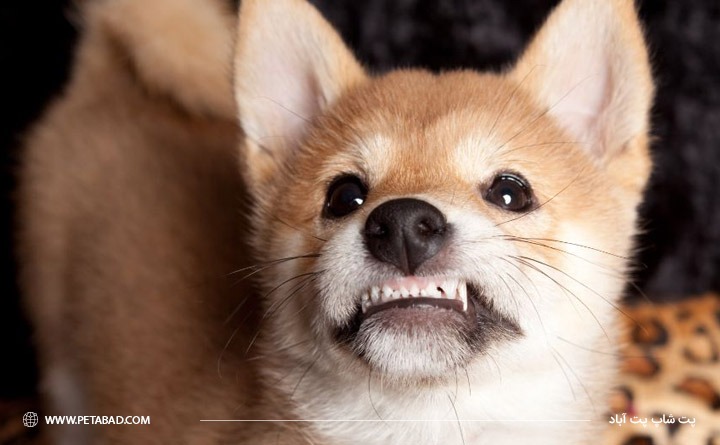 آیا امکان دارد دندان شیری سگ نیفتد؟