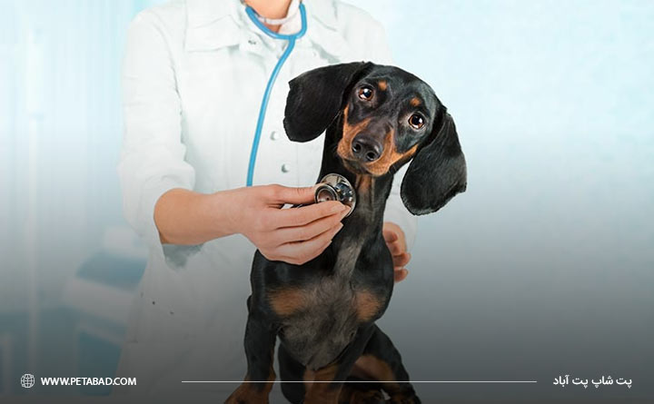 انگل‌های روده‌ای؛ بیماری که از سگ به انسان منتقل میشه