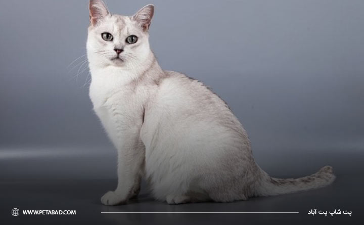 آشنایی با گربه نژاد برمیلا