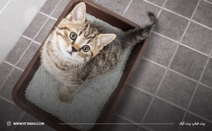 خاک گربه چیست؟