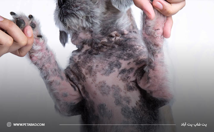 دلیل لکه سیاه روی پوست سگ