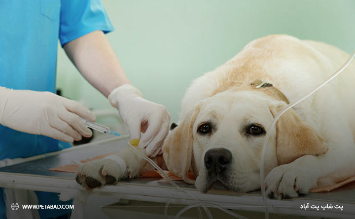گرفتن آزمایش خون کمک به اقدامات پزشکی برای حیوان خانگی می کند