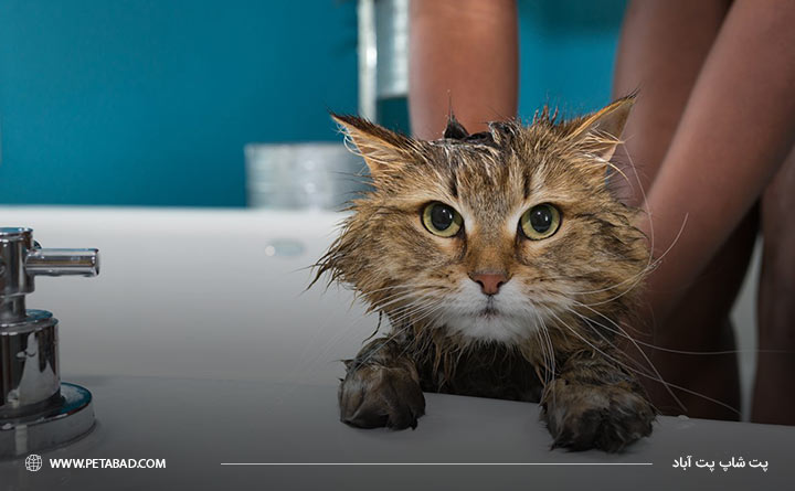 تعداد دفعات حمام کردن گربه