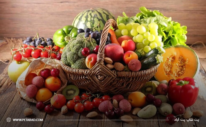 تهیه لوازمی مانند غذا از تجهیزات مورد نیاز نگهداری حیوانات در آپارتمان