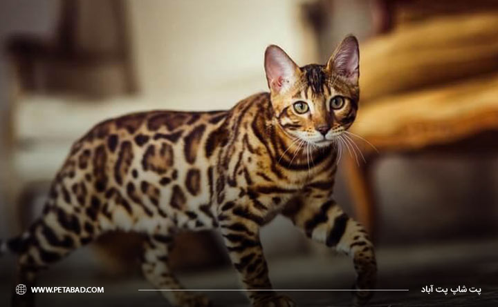 گربه نژاد بنگال