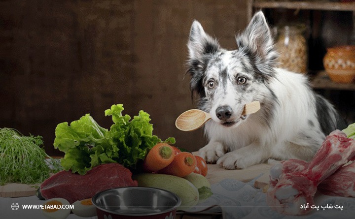 غذای سگ با کیفیت و مشخصات آن