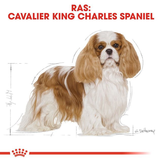  تصویر نژاد مورد نظر غذای خشک سگ نژاد کاوالیر رویال کنین Royal Canin Cavalier King Charles Adult وزن 1.5 کیلوگرم 