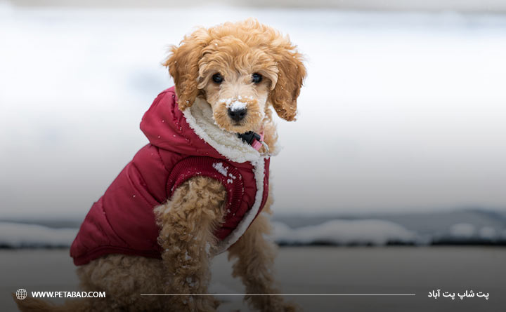 برای بیرون بردن سگ در زمستان لباس تنش کنید