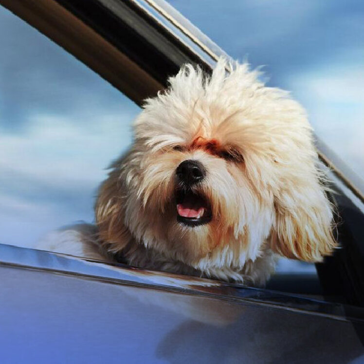 خطرات بیرون بردن سر سگ از شیشه ماشین