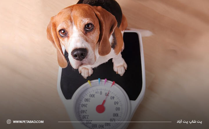 تغییرات وزن سگ به دلیل سرطان در سگ