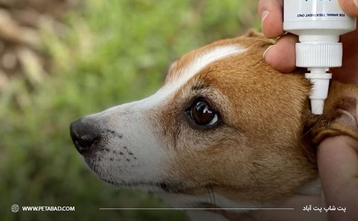 لوازم مورد نیاز برای تمیز کردن گوش سگ در خانه