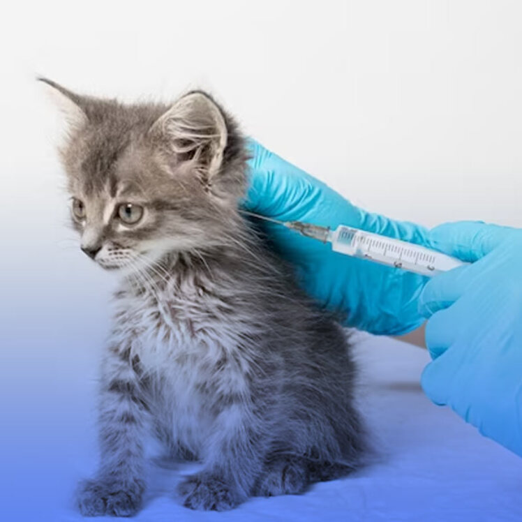 آیا واکسیناسیون گربه ضروری است؟