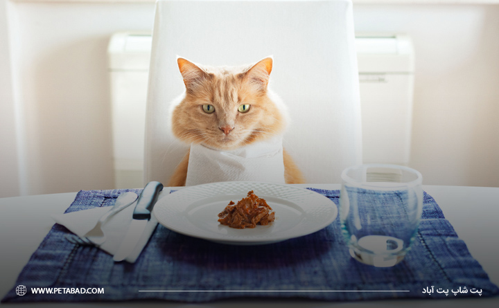 ترکیبات ضروری در غذای خشک گربه