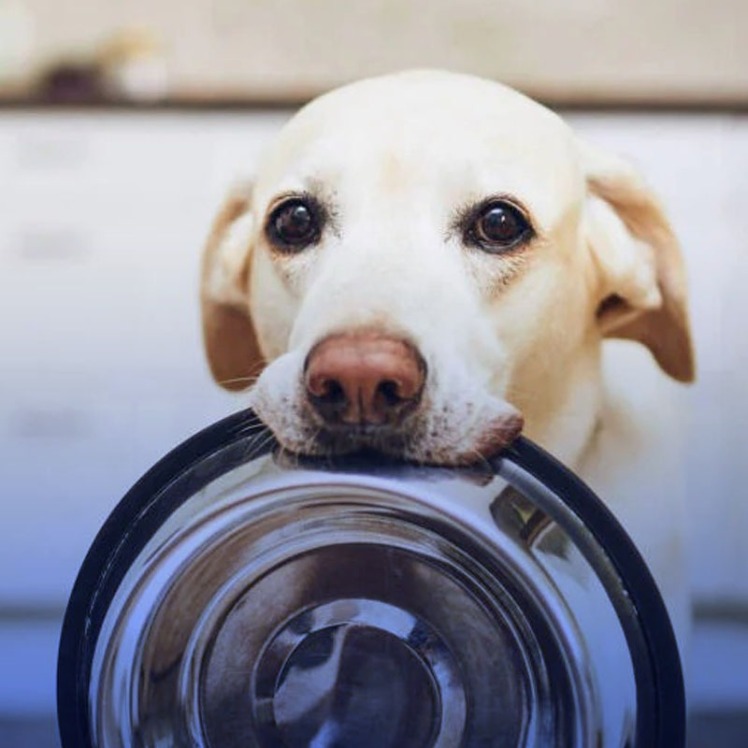 راهنمای خرید غذای درمانی سگ