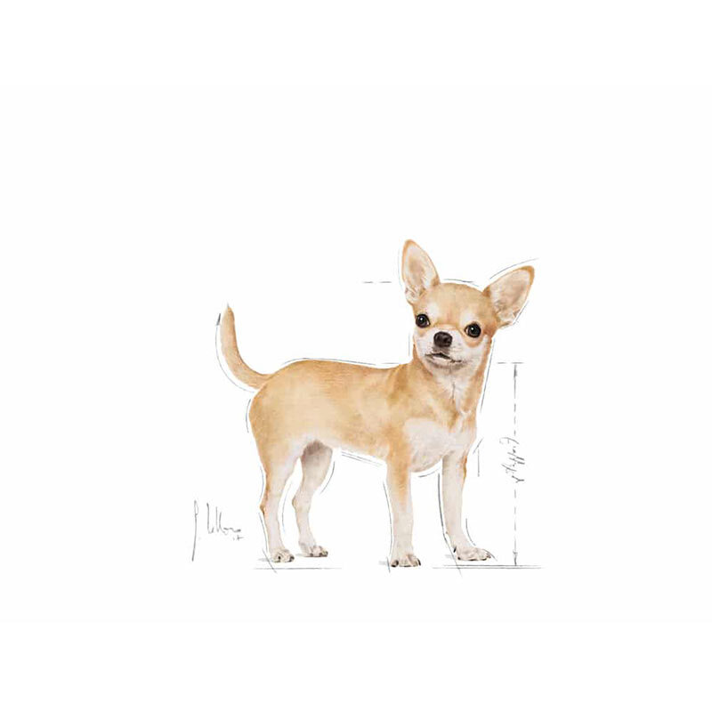  عکس نژاد غذای خشک سگ بالغ شیواوا رویال کنین Royal Canin Adult Chihuahua وزن 1.5 کیلوگرم 