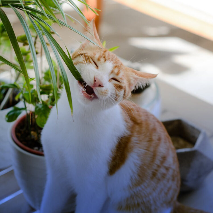 گیاهان آپارتمانی ممنوعه برای گربه های خانگی
