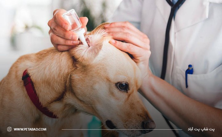 محلول شستشوی گوش سگ در خانه
