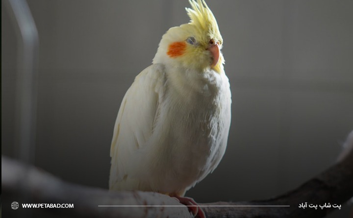 خوابیدن یکی از دلایل پف کردن عروس هلندی