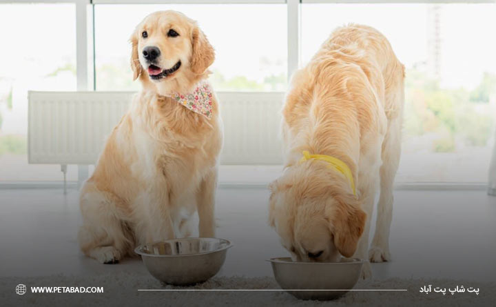 غذای مناسب برای سگ رتریور