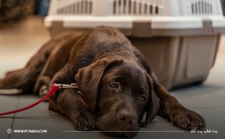 ضعف سگ بعد از خوردن آجیل