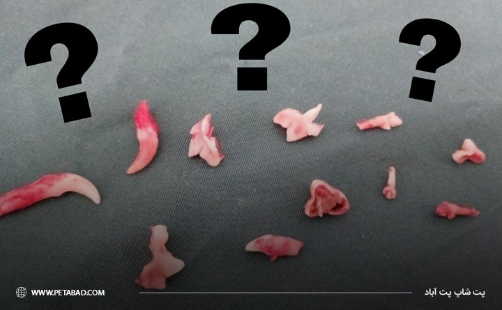 علت افتادن دندان‌های شیری سگ