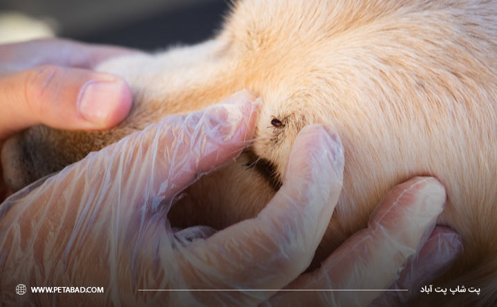 از بین بردن کک و کنه در منزل