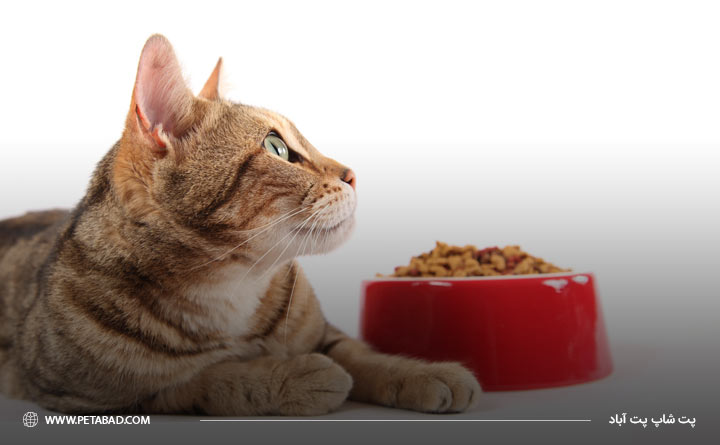 رژیم غذایی مناسب برای گربه عقیم شده 