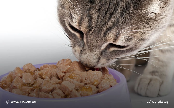 غذای درمانی گربه