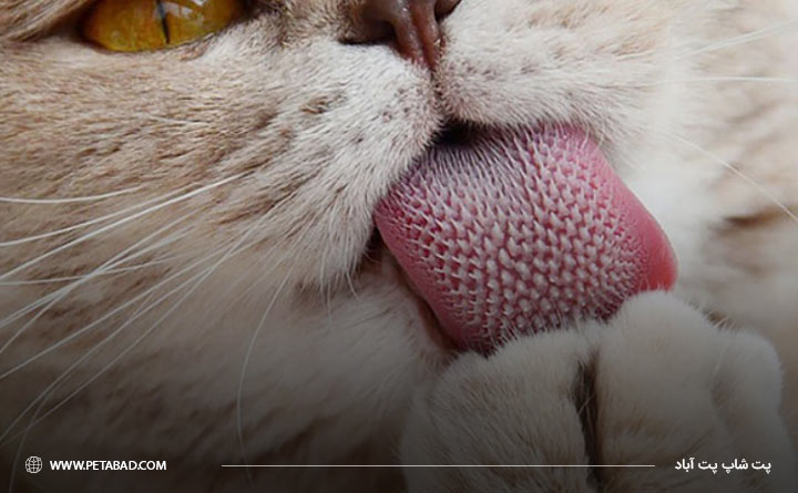 چرا گربه ها بدن خود را لیس می زنند
