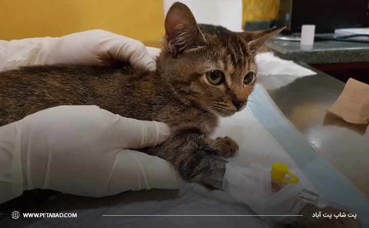 درمان سرطان گربه با شیمی درمانی 