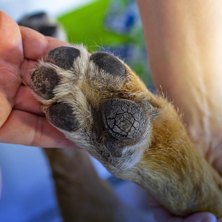آسیب دیدگی پنجه سگ، مراقبت و درمان آن