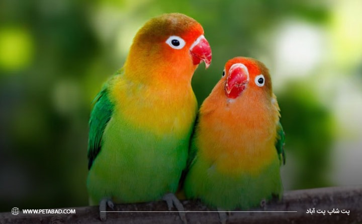 نکات نگهداری پرنده خانگی