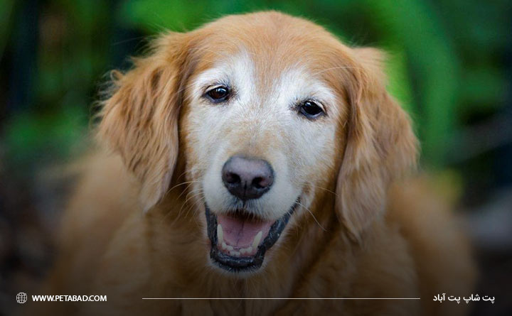 افزایش سن و ابتلای سگ به سرطان