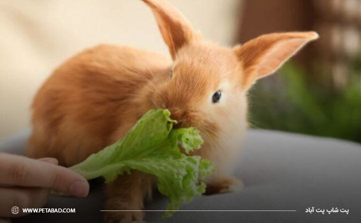 استفاده از سبزیجات در تغذیه خرگوش