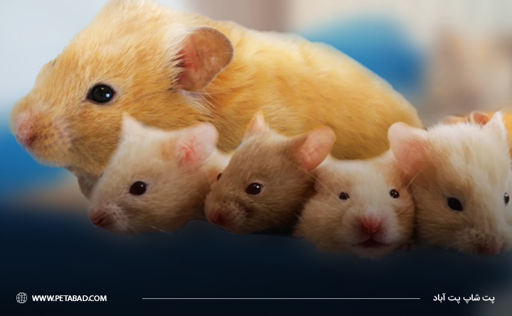 حیوان همستر