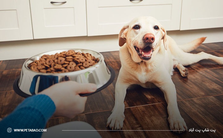 غذای درمانی سگ