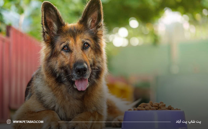 مقدار غذای سگ نسبت به وزن
