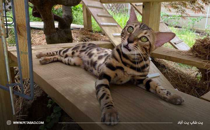 سازگاری گربه نژاد بنگال با حیوانات