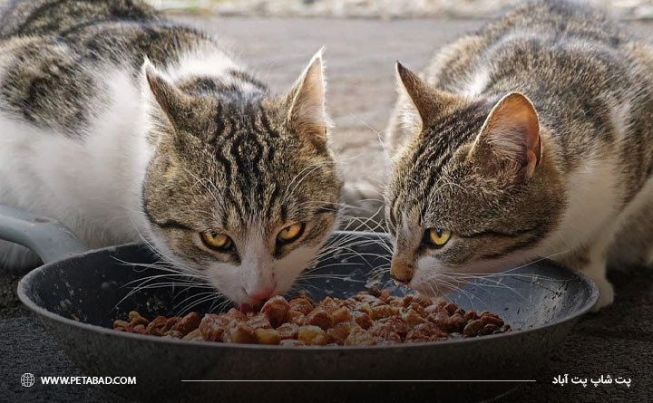 چرا باید برای گربه‌ها غذای خانگی تهیه کنیم