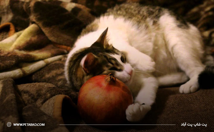 انار میوه مناسب برای حیوان خانگی هست یا نه