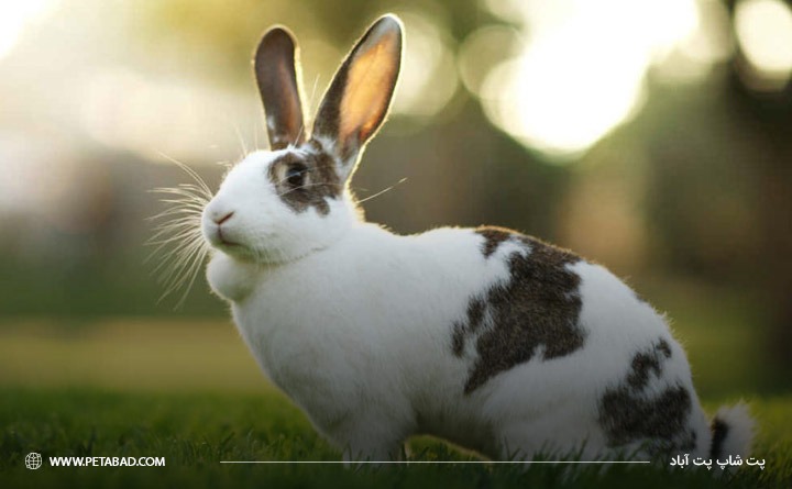 بهترین حیوان خانگی برای آپارتمان: خرگوش