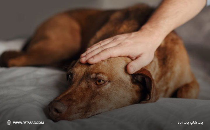 بیماری‌های رایج در سگ